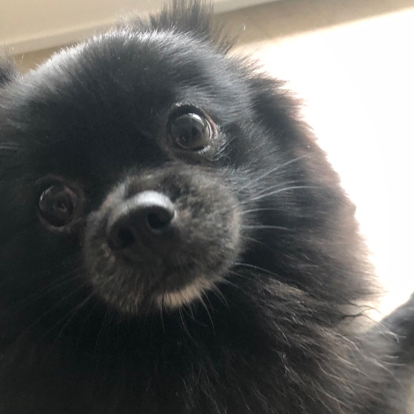 Meet your Posher, Vivian - Picture 1 of 1